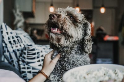 Person with nice brown Spanish Water Dog sitting on the sofa eating popcorn and having fun.