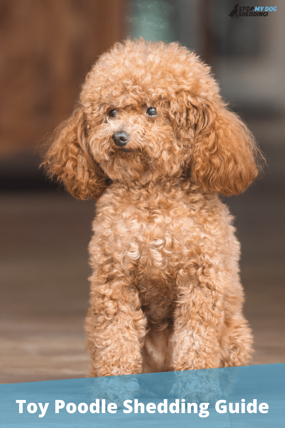 Do Toy Poodles Shed? (Shedding and Grooming Guide)