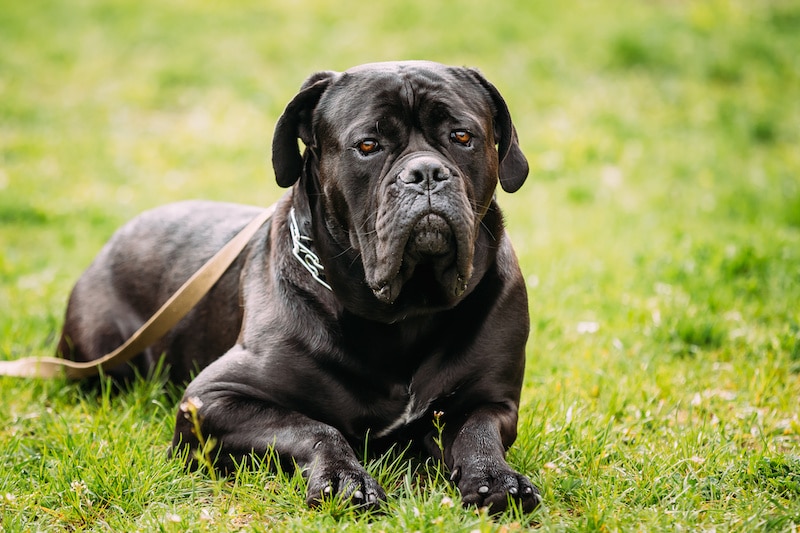 Large Cane Corso dog laying down on the grass looking protective.