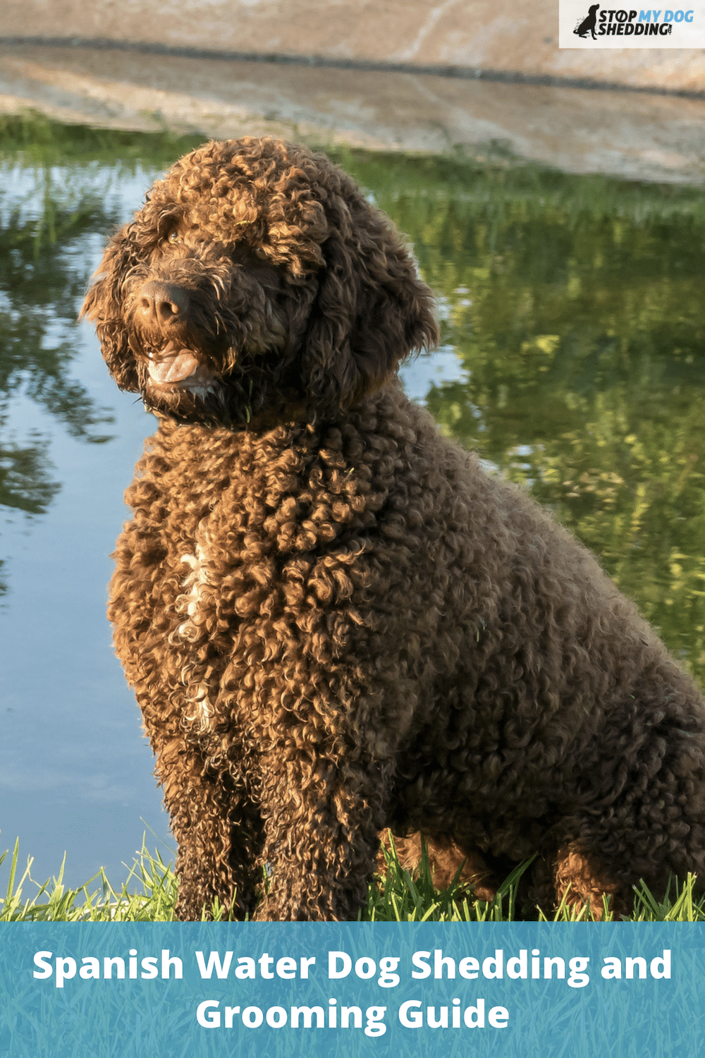 Do Spanish Water Dogs Shed? (SWD Shedding Guide)
