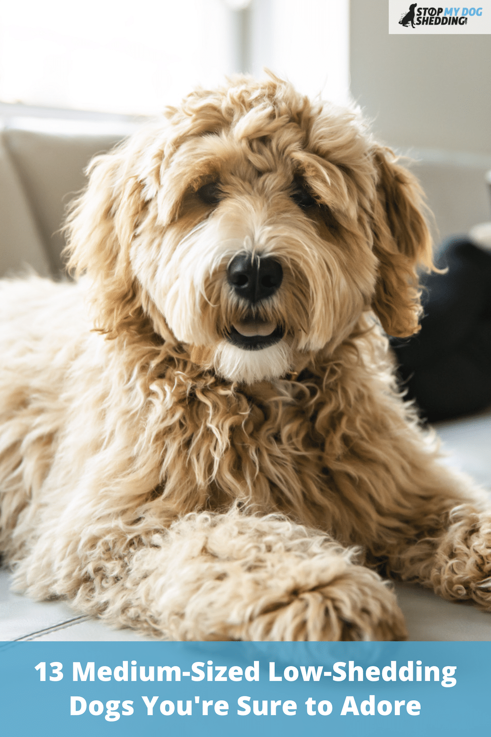 13 Medium-Sized Low-Shedding Dogs You\'re Sure to Adore