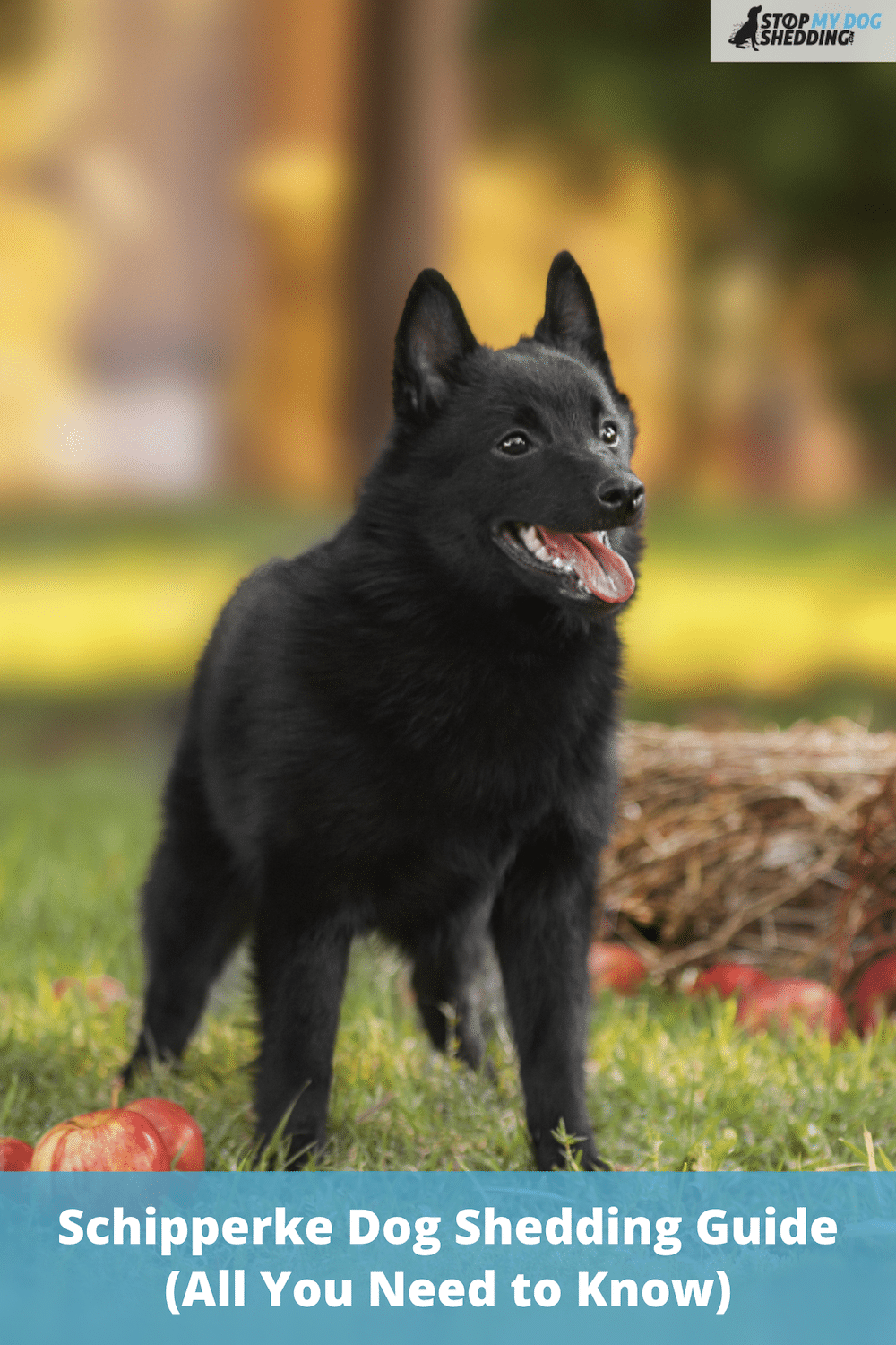 Do Schipperkes Shed? (All You Need to Know)