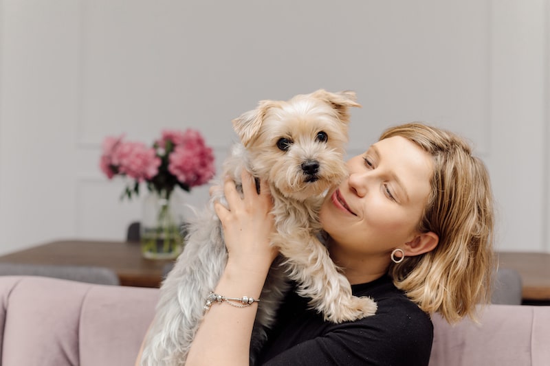 A small Yorkshire Terrier dog sits on a woman's lap on a sofa in a cozy modern living room.