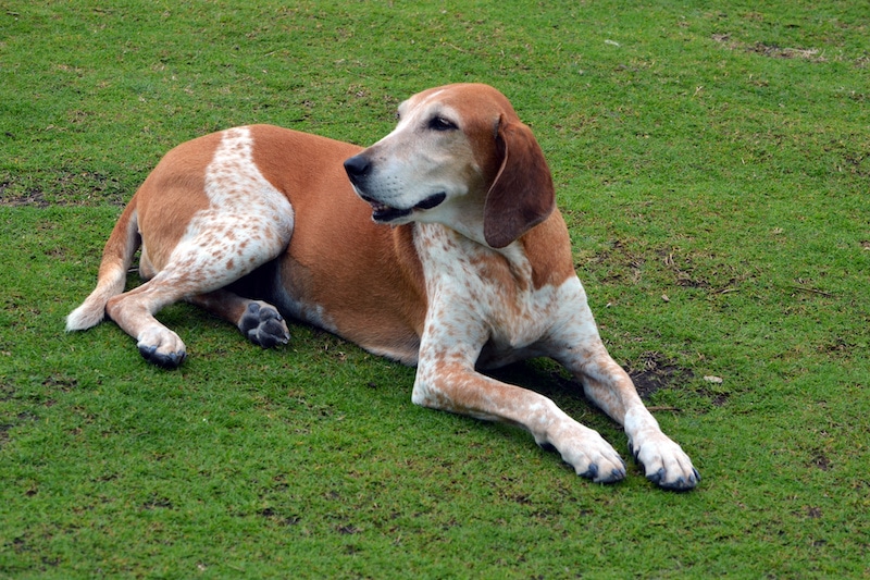 American English Coonhound laying outside on the grass.