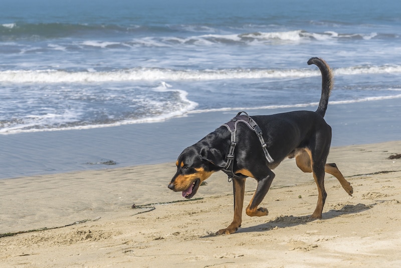 A Black and Tan Coonhound Dog walking on a sandy beach.