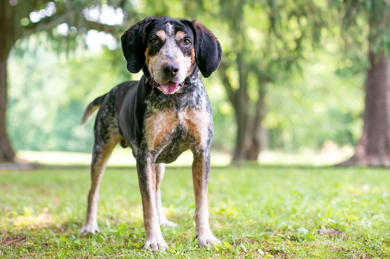 A Bluetick Coonhound dog standing outdoors with a happy expression.