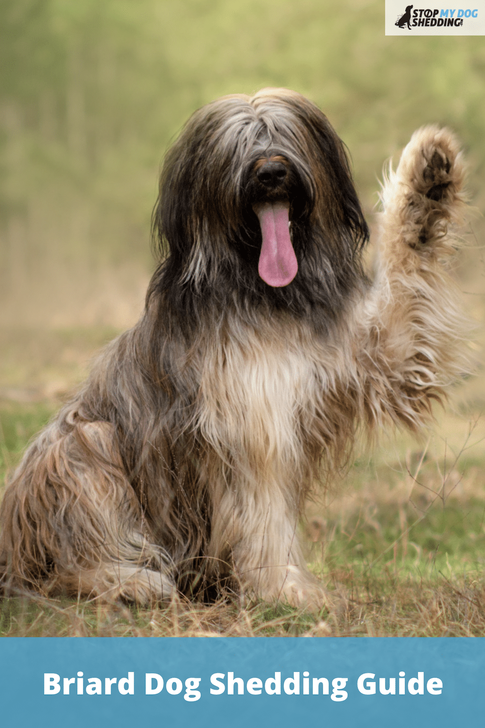 Do Briard Dogs Shed? (All You Need to Know)