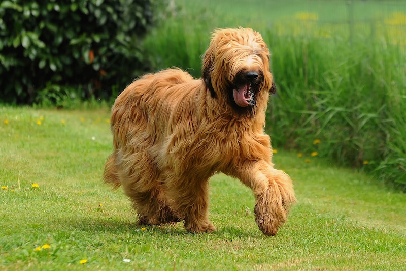 Beautiful brown Briard Dog walking outdoors surrounded by green grass and trees.