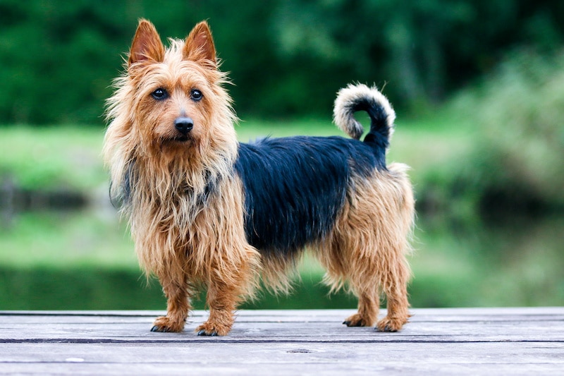 Portrait of black and tan purebred Australian Terrier dog breed sitting outside on wooden pier with green background.