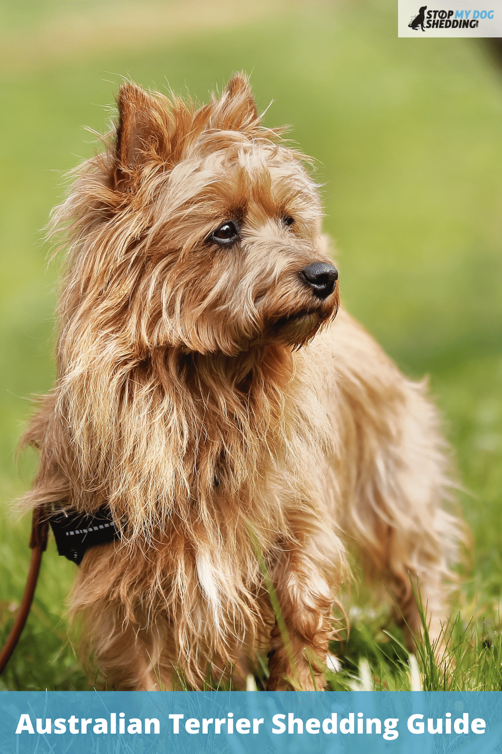 Do Australian Terriers Shed? (What You Need to Know)