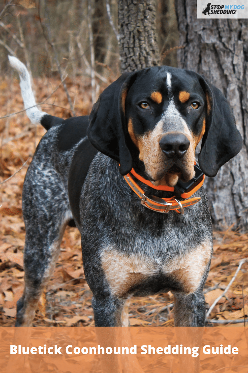 Do Bluetick Coonhounds Shed? What You Need to Know!