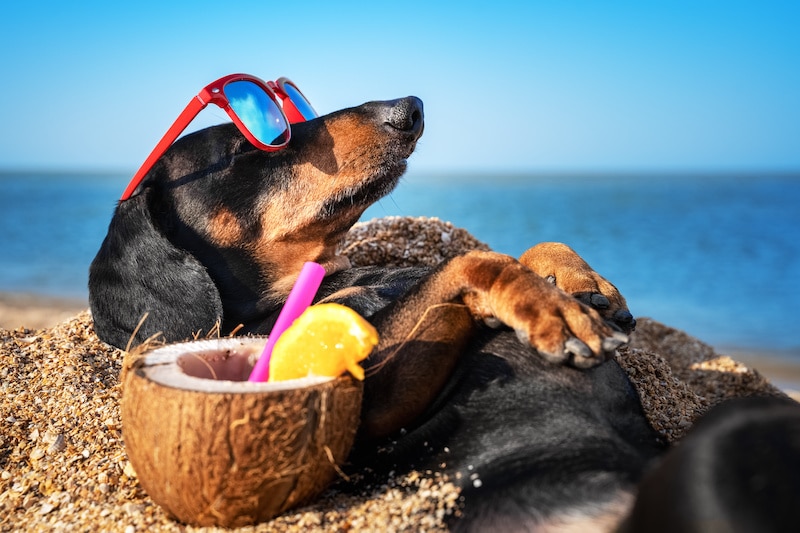 Beautiful dog laying in the sand at the beach in summer wearing red sunglasses.