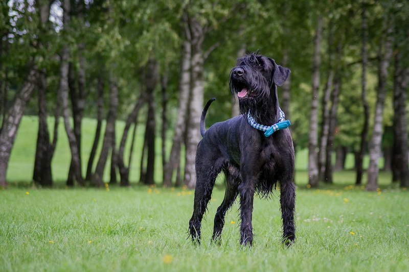 Giant Schnauzer dog standing outside on the grass with trees in the background.