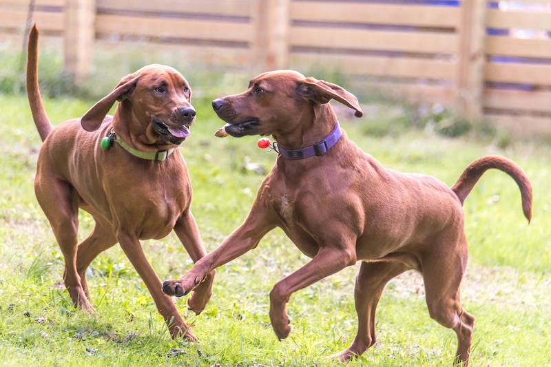 Two Redbone Coonhound dogs playing outside on the grass.