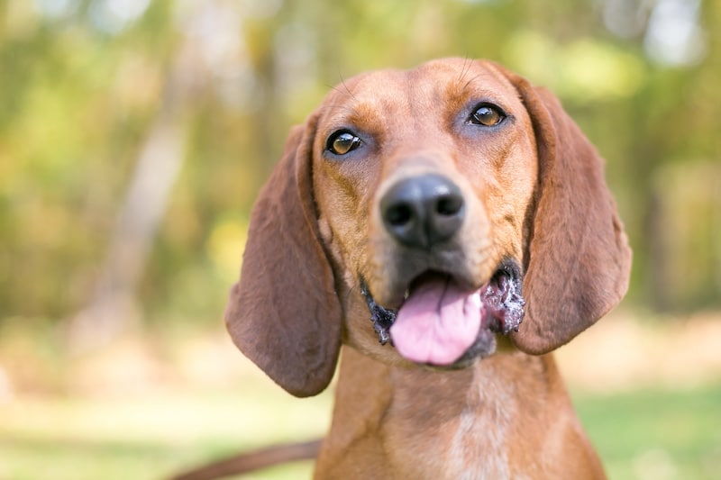 A Redbone Coonhound dog outdoors with a relaxed expression.