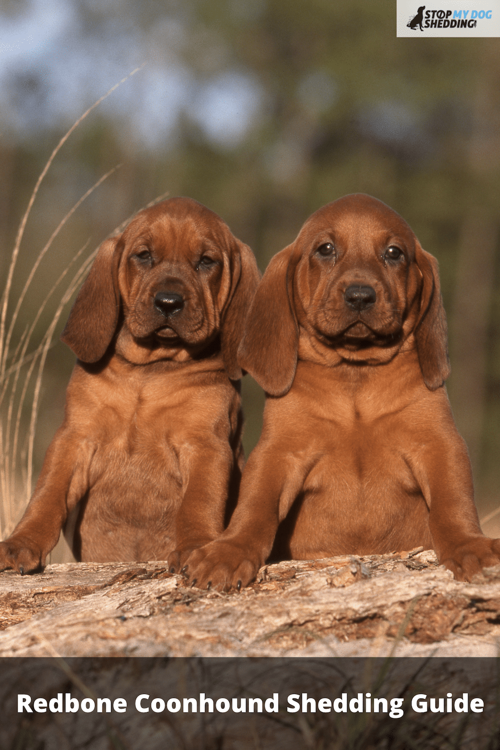Do Redbone Coonhounds Shed?