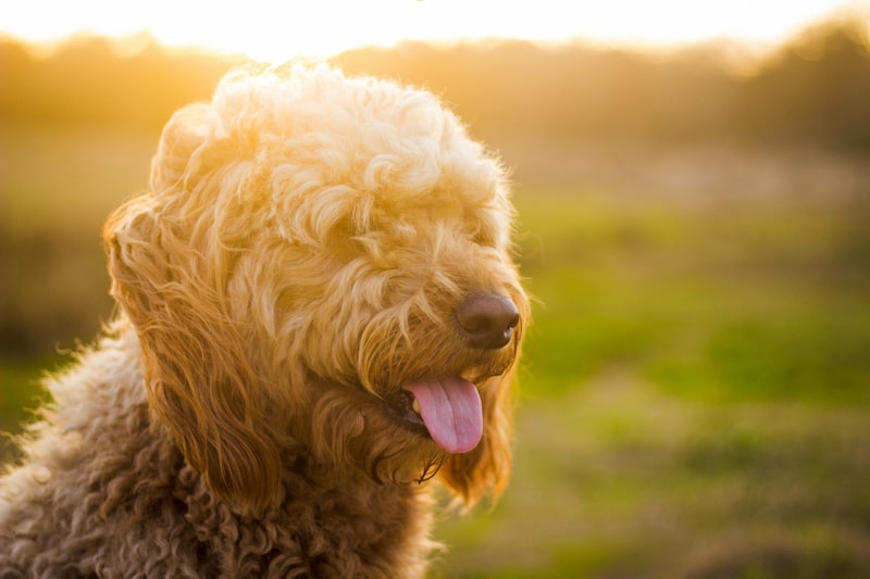 Goldendoodle dog standing outside with sunrise in the background.