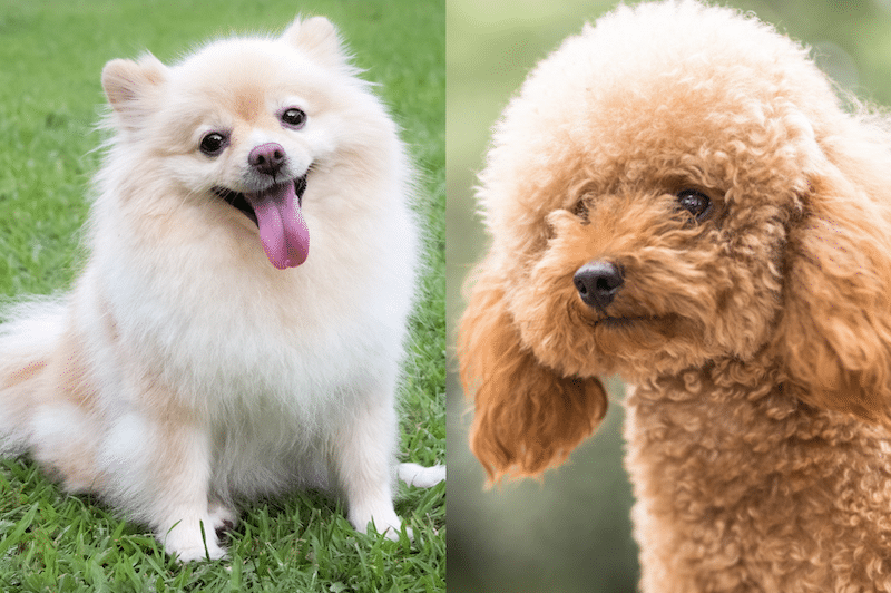 Pomeranian and a Toy Poodle side by side signifying a Pomapoo mixed breed.