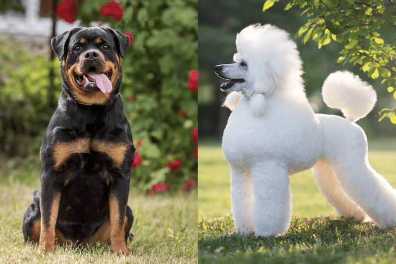 Rottweiler and Poodle mixed breed of dog representing a Rottle.