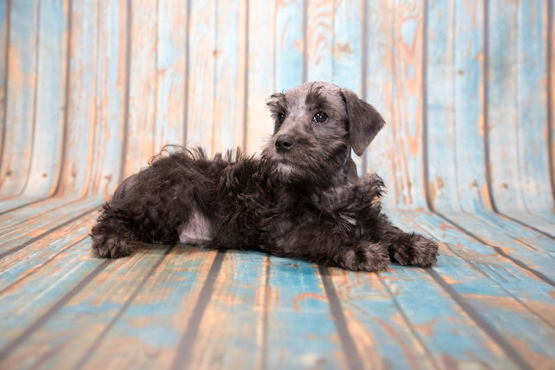 Mixed dog breed Schnoodle laying on blue and brown timber floor.