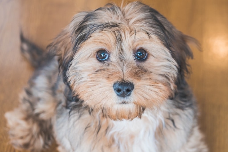 A closeup shot of a Shih-Poo dog indoors.