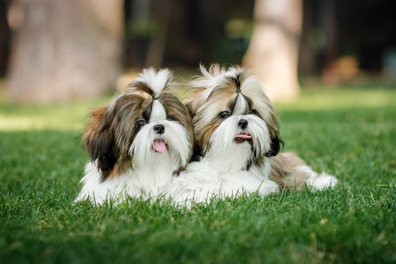 Pair of Shih Tzu dogs laying next to each other on the grass with trees in the background.