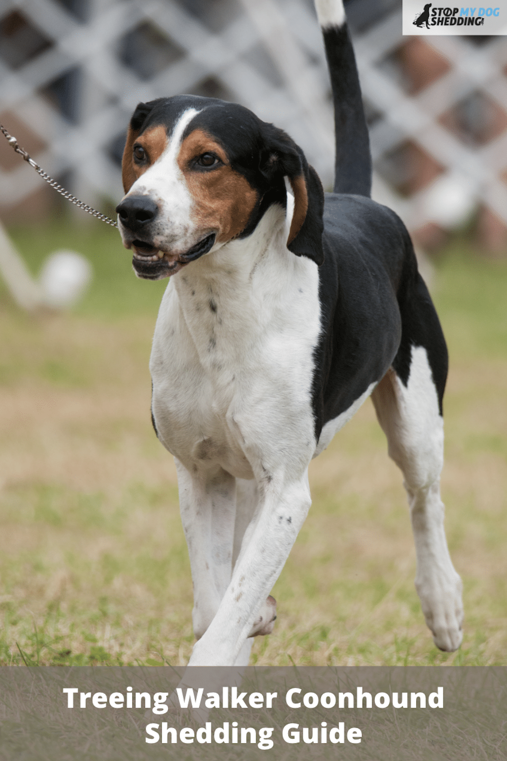 Do Treeing Walker Coonhounds Shed? (Moderately)