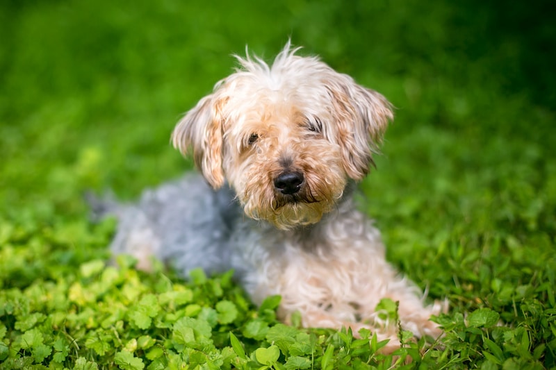 A Yorkipoo dog lying down in the grass which is a mixed breed dog derived from a Yorkshire Terrier and Poodle.