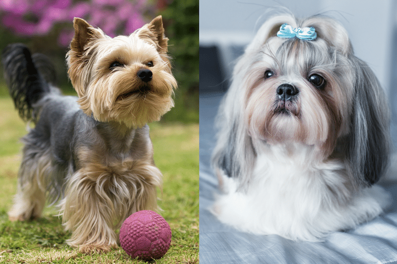 Yorkshire Terrier and Shih Tzu representing the mixed breed Shorkie.