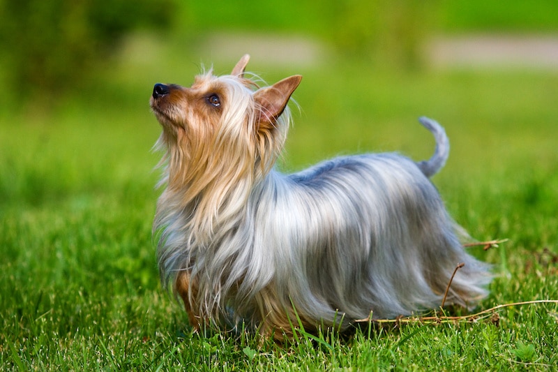 Australian Silky Terrier with long hair standing on the grass.