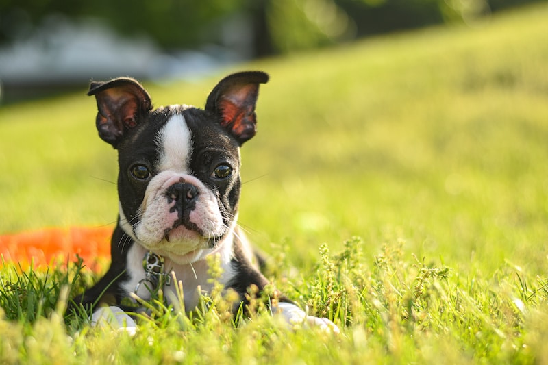 Boston Terrier puppy laying on green grass outside.