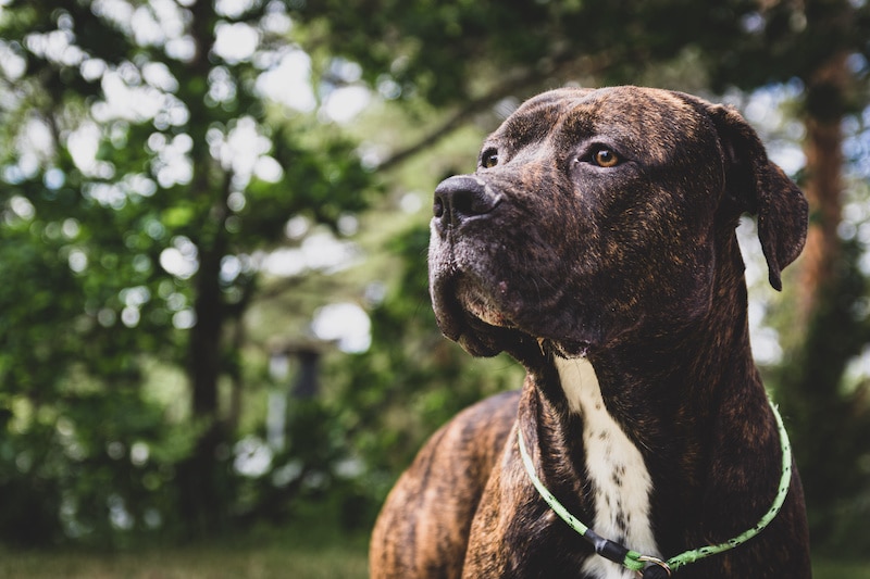 Portrait of brown and white Cane Corso dog standing outsisde.