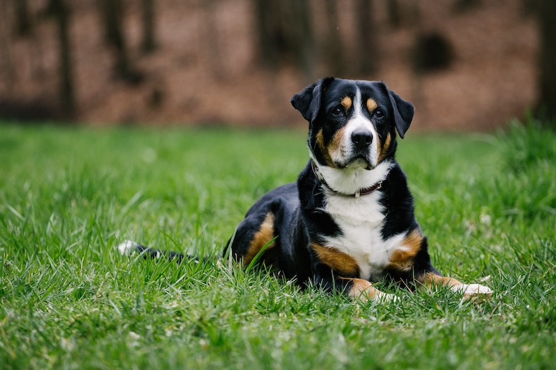 Swiss Entlebucher Mountain Dog lying down in the park with green grass.