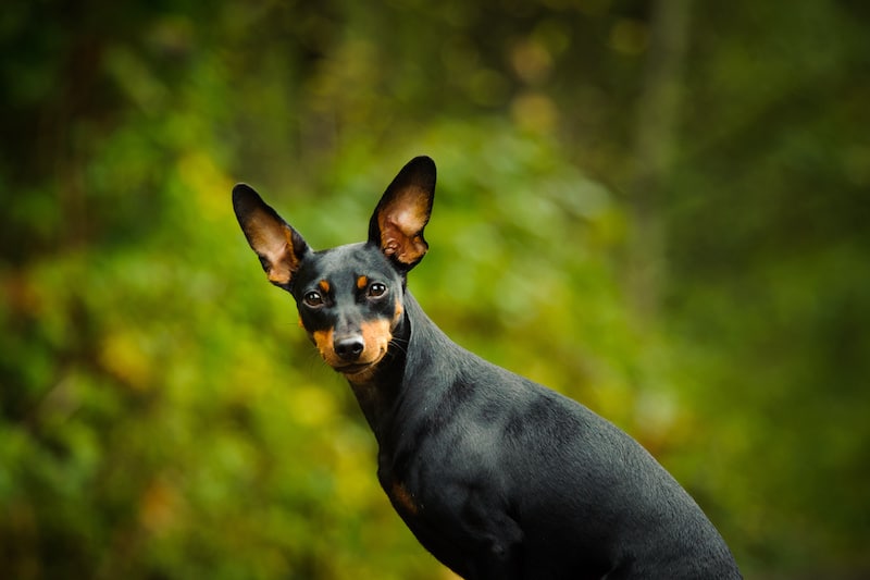 Black Miniature Pinscher dog standing outside with lush green forest in the background.
