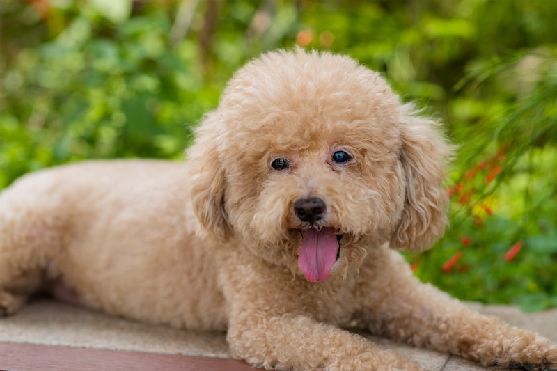 Brown Poodle laying down in a park.