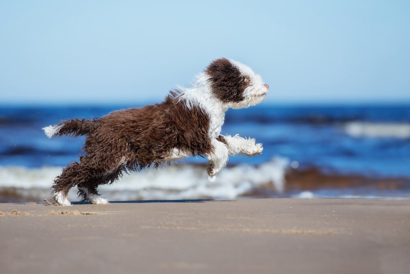 Spanish Water Dog running on the beach.