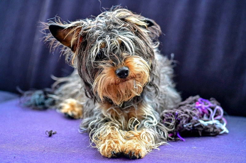 Yorkipoo dog laying on a purple couch.