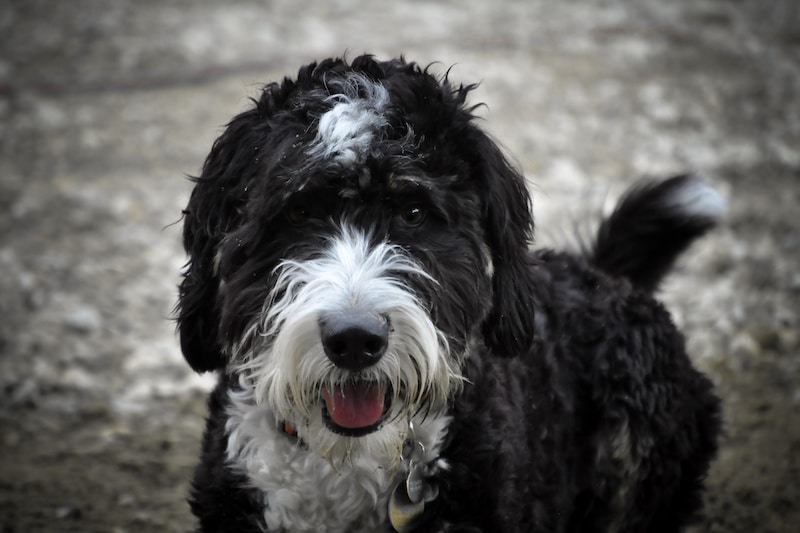Black and white Bernedoodle dog standing outside.