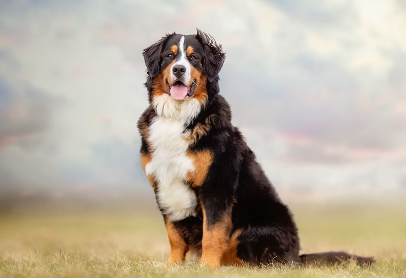 Black, tan, and white Bernese Mountain Dog standing outside.
