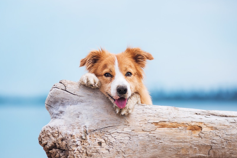 Friendly-looking dog laying on a log at the beach.