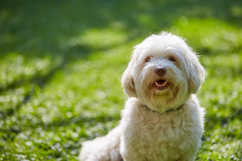 Havanese Dog outside sitting on the grass.