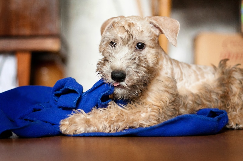 Soft Coated Wheaten Terrier puppy playing with blue towel.