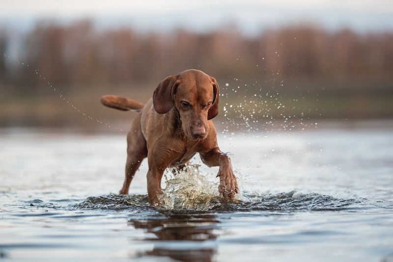 Vizsla dog playing in the water.