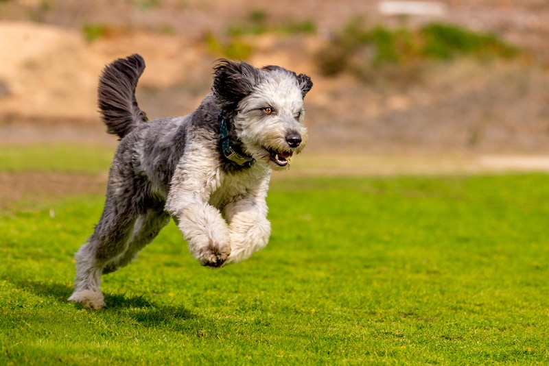 Aussiedoodle running and playing outside on the grass.
