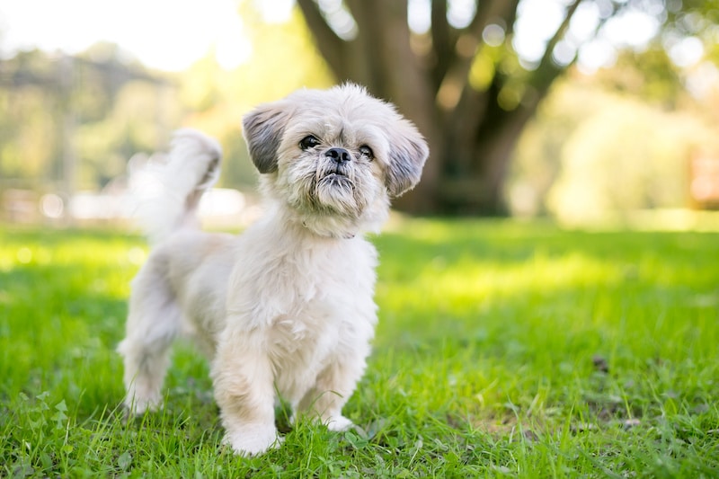 Shih Tzu mixed dog standing on the grass.