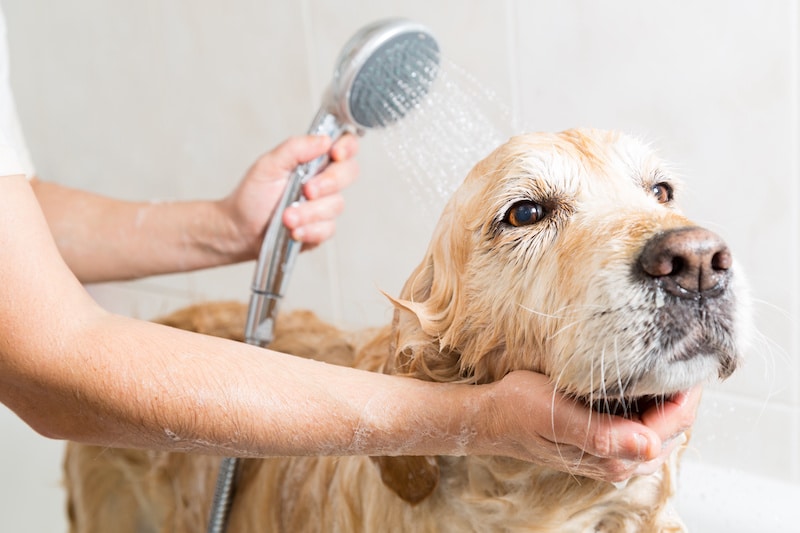 7 Best Dog Washing Attachments: Shower, Bath, Hose, & More