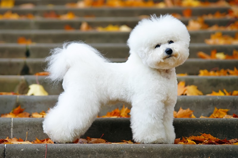 Bichon Frise dog with white hair standing on the stairs outside.