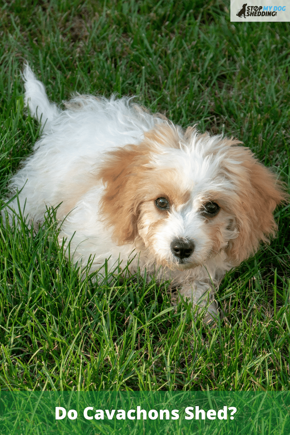 Do Cavachons Shed? Here\'s What You Need to Know