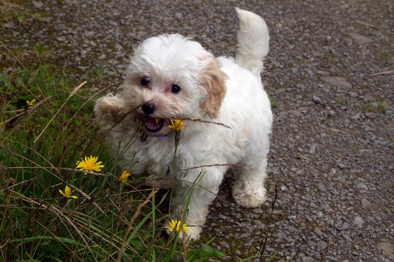 Cavachon puppy playing with flowers in the garden.