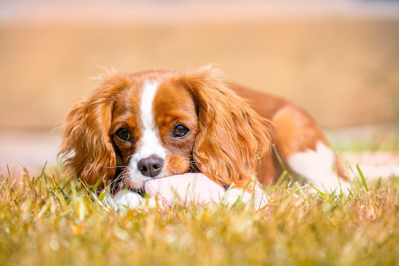 Cavalier King Charles Spaniel laying down outside on the grass.